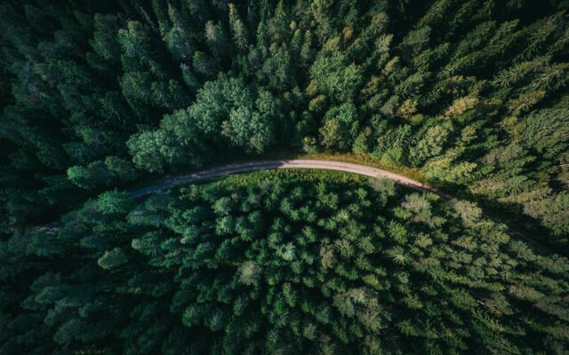 Waldweg zwischen grünen Bäumen bei Gävle, Schweden