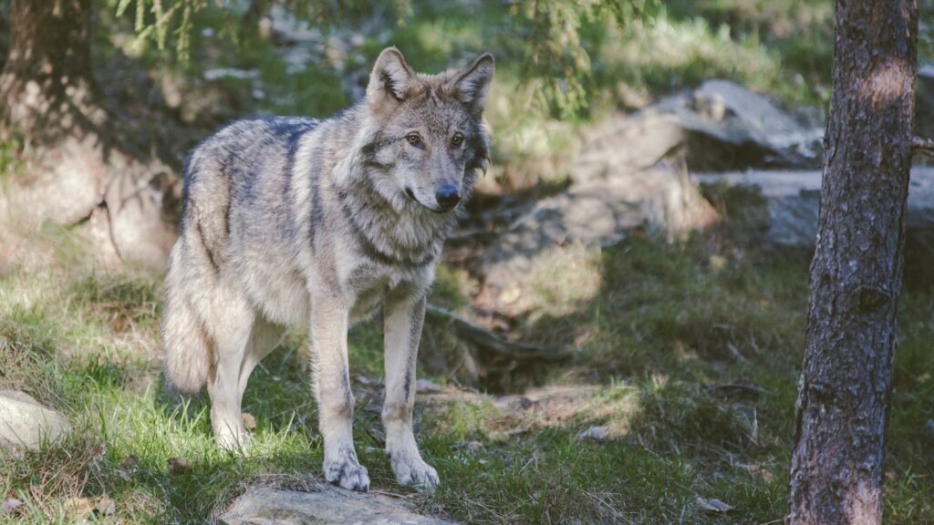 Grauer Wolf neben einem Baumstamm bei Järvsö