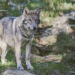 Grauer Wolf neben einem Baumstamm bei Järvsö