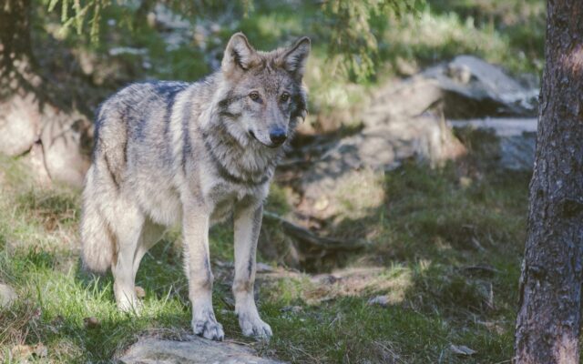 Grauer Wolf neben einem Baumstamm bei Järvsö