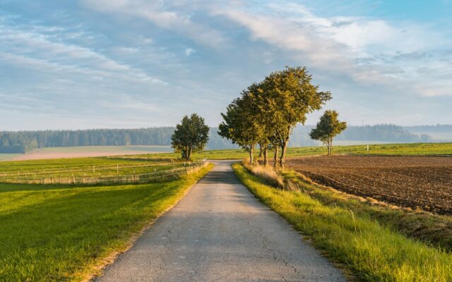 Landstraße mit Bäumen auf beiden Seiten im Abendlicht