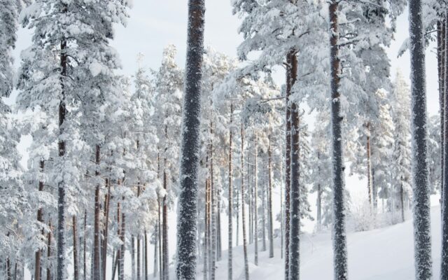 Tief verschneiter Nadelwald in Schweden im Winter