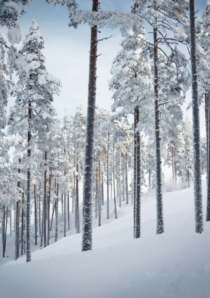 Årets første sne: SMHI advarer om snefald i Mellemsverige 1 Tief verschneiter Nadelwald in Schweden im Winter