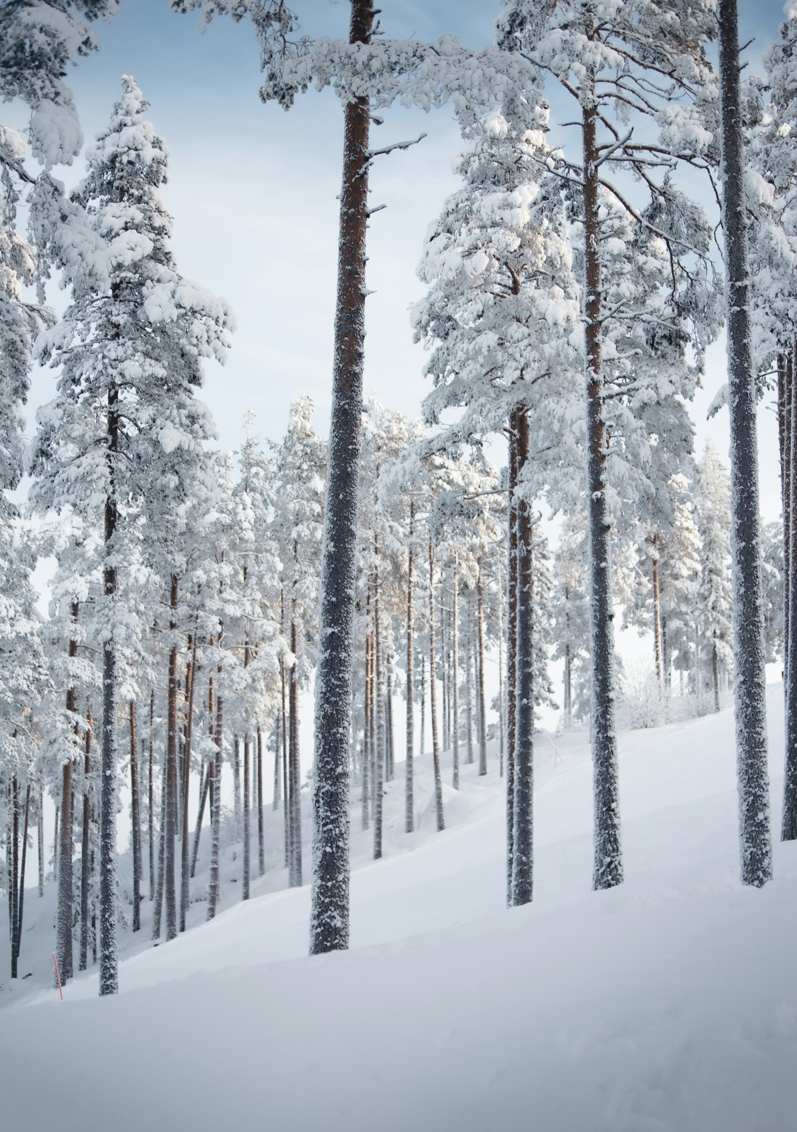 Vinterferie i Sverige: ski, sne og ishotel 1 Dybt snedækket nåleskov i Sverige om vinteren
