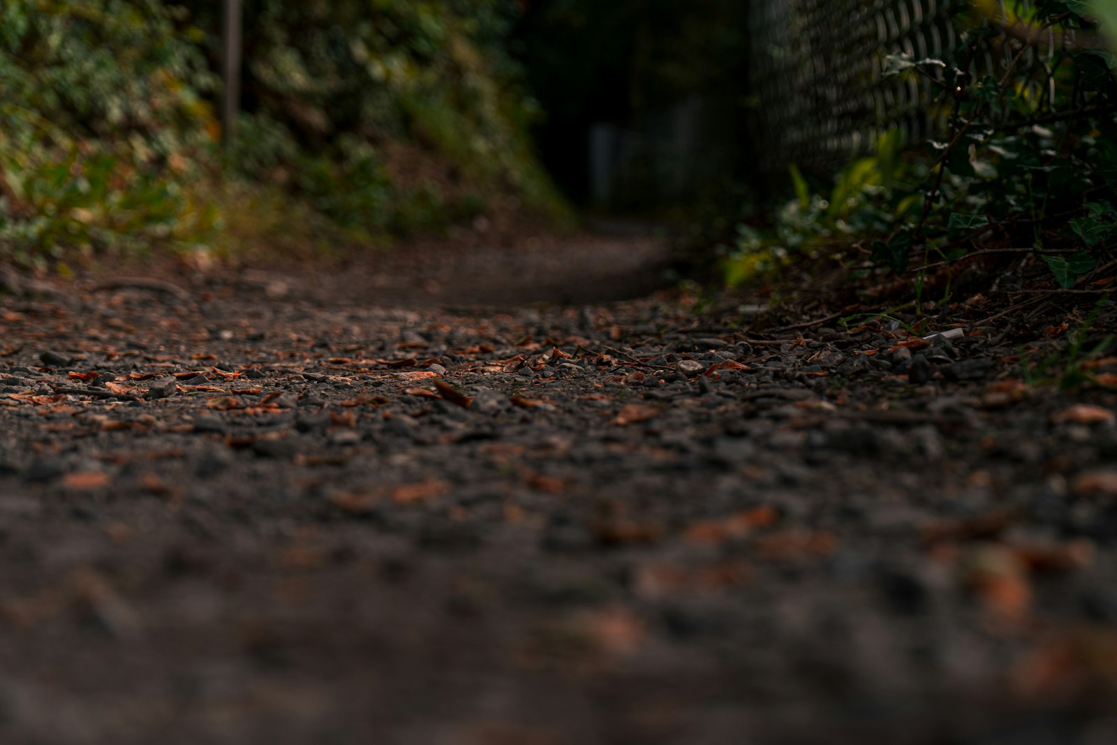 Dog walking along a forest path in autumn