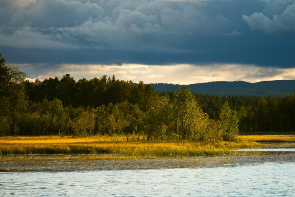 Allemansretten i Sverige: hvad der er tilladt i naturen 1 Goldene Wiese an einem ruhigen See unter dramatischem Himmel bei Hede